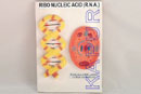 Ribo Nucleic Acid (R.A.N)