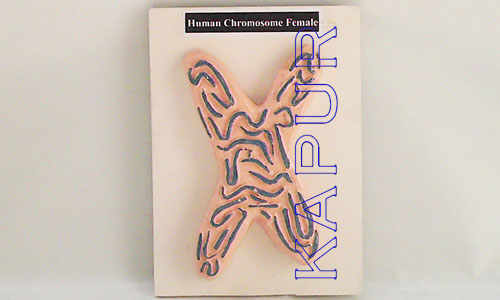 Human Chromosome Female