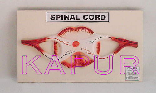 Spinal Cord