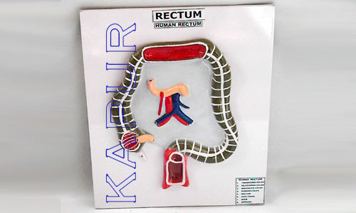 Rectum