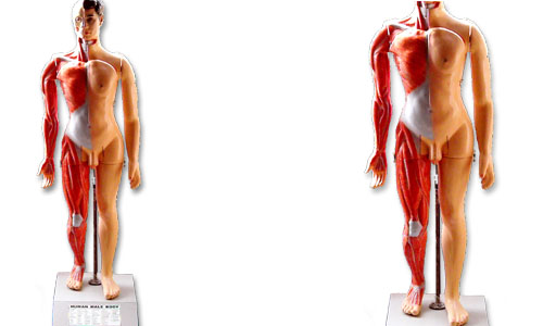 Full Torso