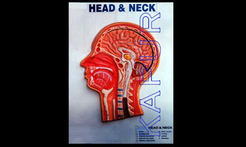  Human Head & Neck