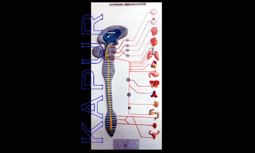 Nervous System