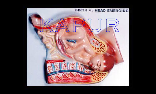 Born Baby Stage 4