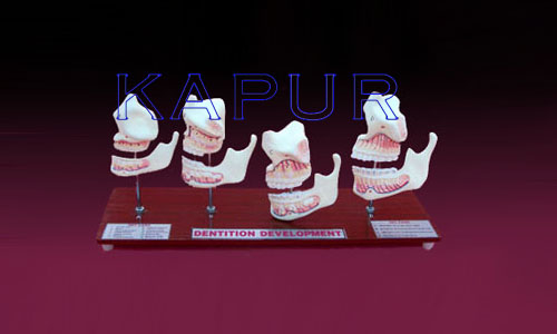 Dentition Development