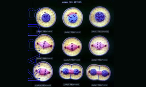 Animal Cell Division Mitosis