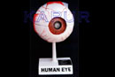 Human Eye