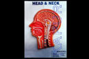 Head & Neck