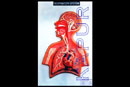 Respiratory System