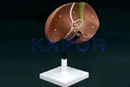 Liver With Gall Bladder