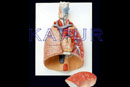 Lungs With Heart & Larynx